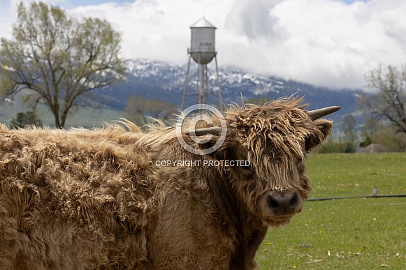 Highland cow, Bos taurus taurus