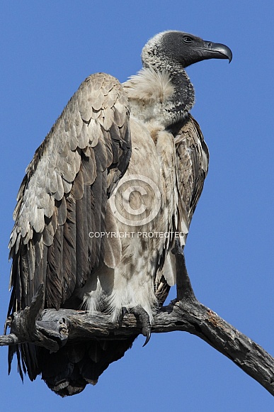 Cape Vulture (Gyps coprotheres)