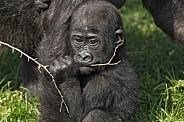 Baby Western Lowland Gorilla With A Stick