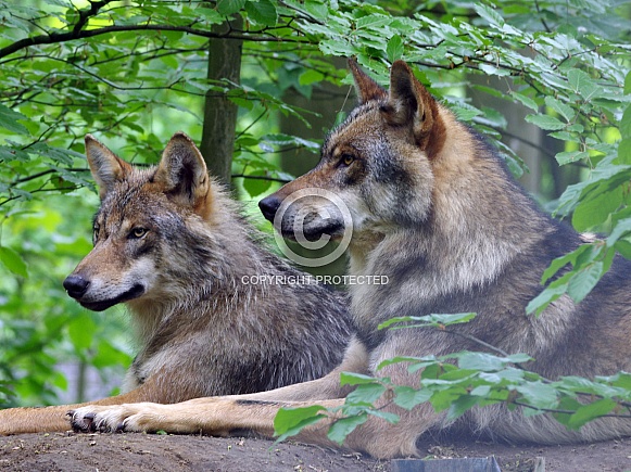 European wolves