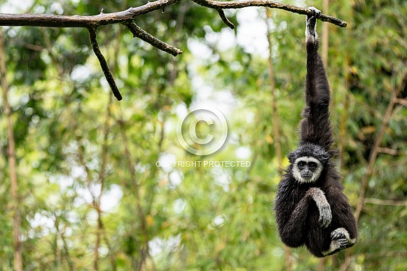 Lar Gibbon Hanging From A Branch