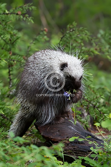 Juvenile Porcupine Eating Flowers