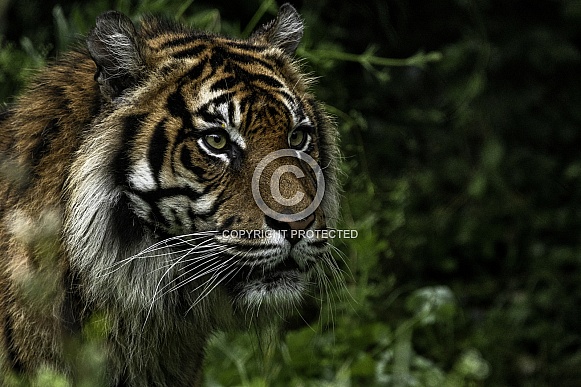 Sumatran Tiger Appearing Out Of Bushes