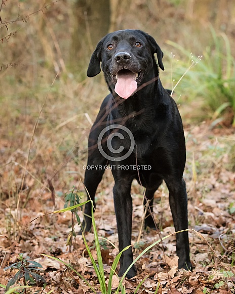 Working Black Labrador Retriever