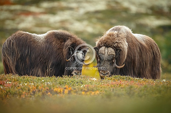 Musk-Ox or Muskox male and female