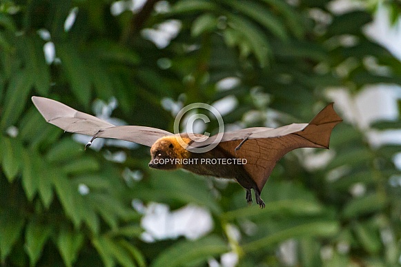 Fruit Bat in Flight