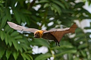 Fruit Bat in Flight