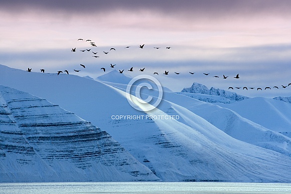 Flock of Geese - Liefdefjord - Svalbard Islands