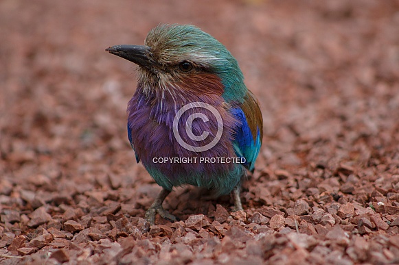 Lilac Breasted Roller Inquisitive Close Up