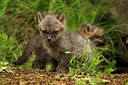 Curious baby fox
