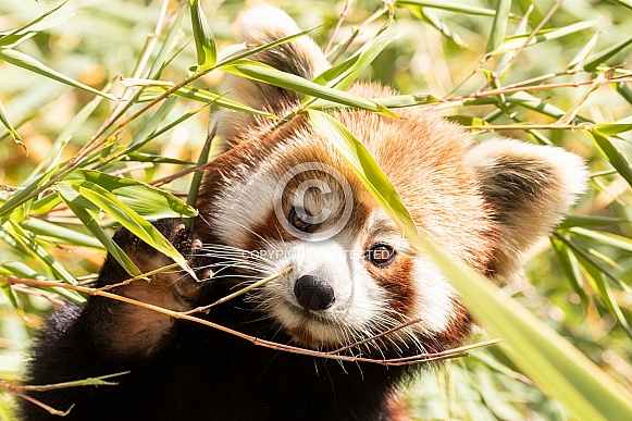 Red Panda Hiding In Bamboo Paw Up