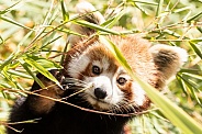 Red Panda Hiding In Bamboo Paw Up