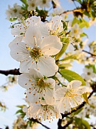 Cherrry Blossom