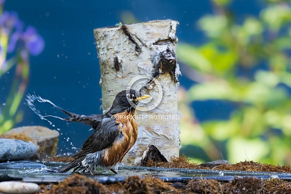 An American Robin in the Bird Bath