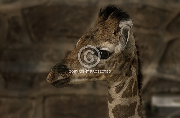 Rothchild's Giraffe Calf Close Up Head Shot
