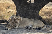 Asiatic Lion female from Gir Sanctuary and National Park, Sasan, Gujarat, India