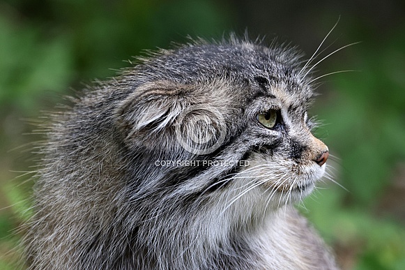 The Pallas's cat (Otocolobus manul)