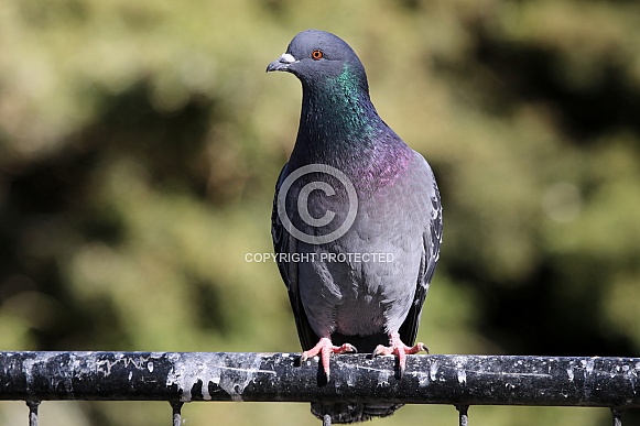 Feral pigeon (Columba livia domestica)
