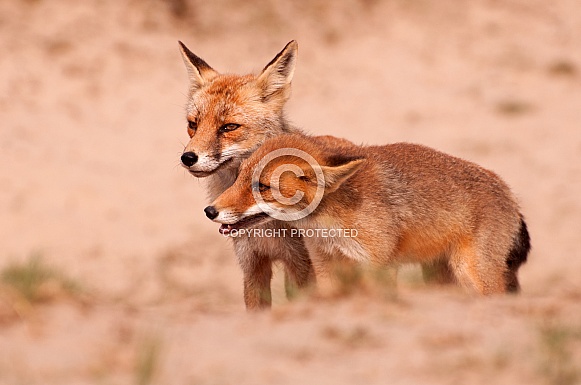 Mother Red fox with young