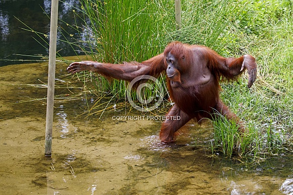 Bornean orangutan (Pongo pygmaeus)