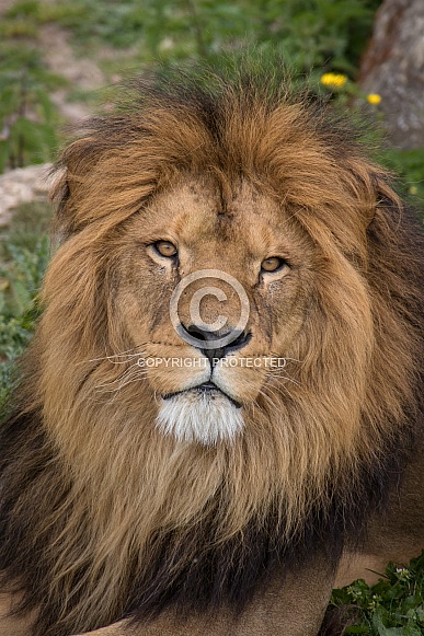 African Lion(Panthera Leo)