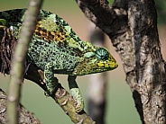 Ruwenzori three-horned chameleon (Trioceros johnstoni)
