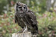 Milky Eagle Owl Full Body On Stump