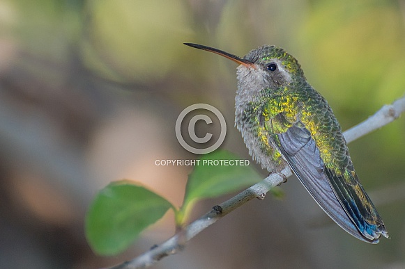 Broad-billed Hummingbird (Female)