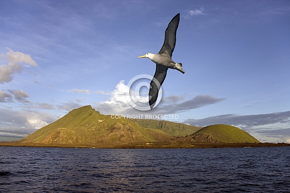 Black browed Albatross - Ecuador Volcano - Galapagos Islands