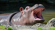 Young hippo with open mouth