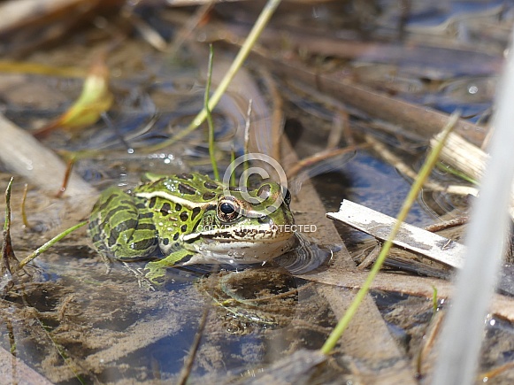 Leopard Frog in Marsh