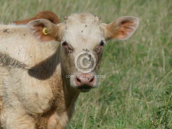 Calf With Earring