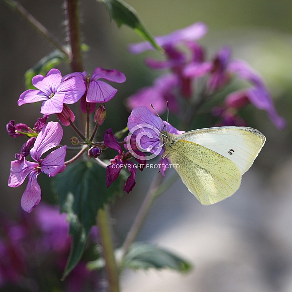 Pale Yellow Butterfly