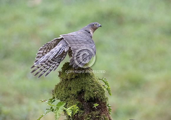 Sparrowhawk, Female