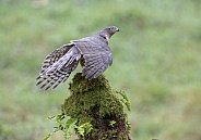 Sparrowhawk, Female