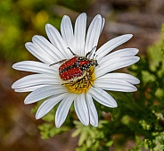 Brunia Beetle