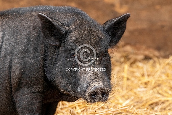 Pig Close Up Face Shot