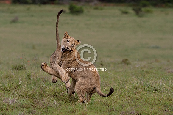 Lion cubs play fighting 1