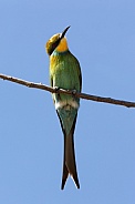 Swallowtailed Bee-Eater