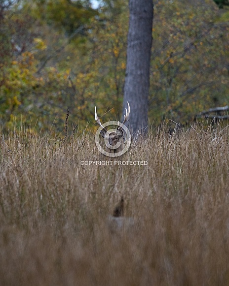 Sika Stag hiding in grass