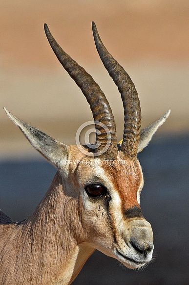 Arabian Gazelle in Al Ain. UAE.