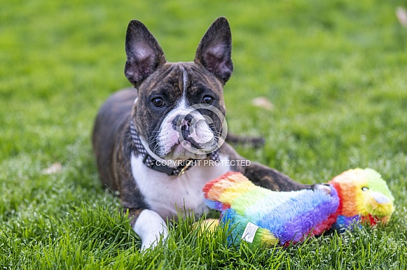 Mix breed puppy in the grass with a toy