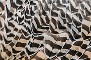Gyrfalcon Feathers