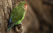 Love Bird Perched On Tree