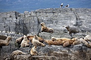 Colony of Antarctic Fur Seals - Tierra del Fuego - Argentina