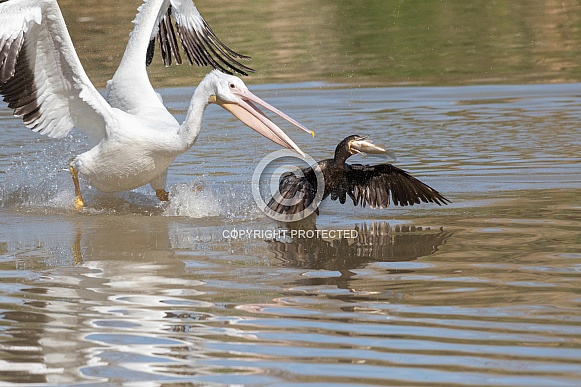 White pelican stealing a fish from a cormorant