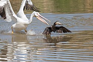 White pelican stealing a fish from a cormorant
