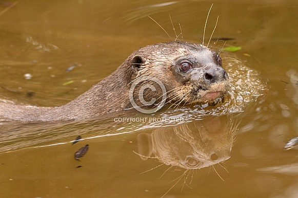 Giant Otter Swimming Head Out Of Water Side Profile