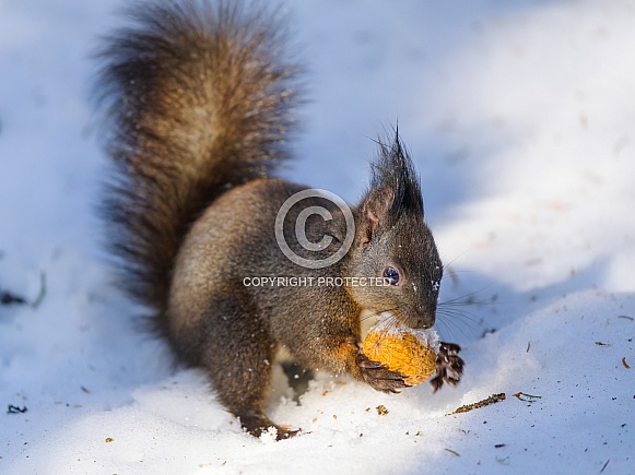 Squirrel eating nut in the snow