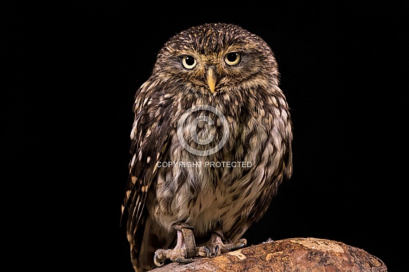 Little Owl Full Body Looking At Camera Black Background